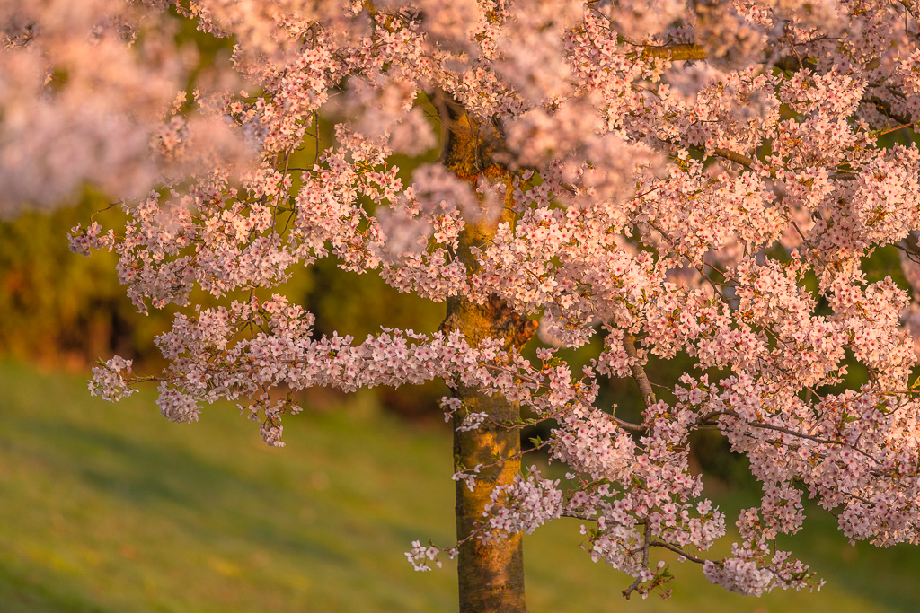 Kirschblütenbaum in Deutschland