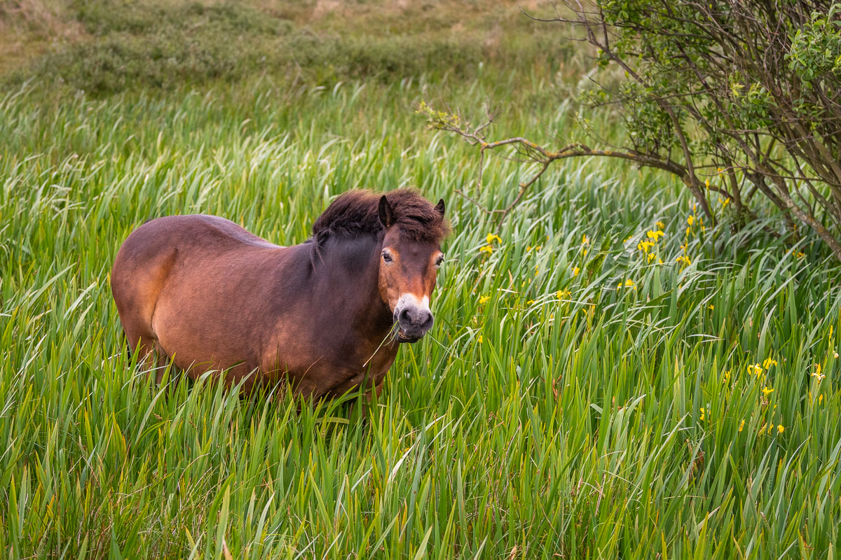 Exmoor Pony im grünen Gras auf Texel