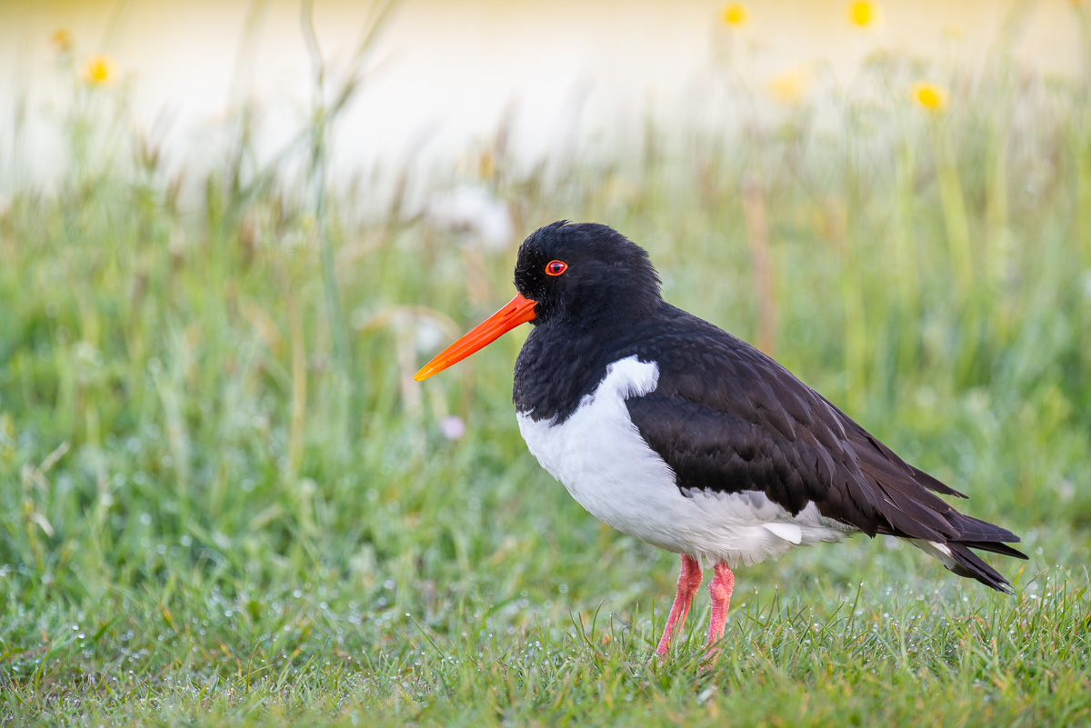 Vogelfotografie auf Texel