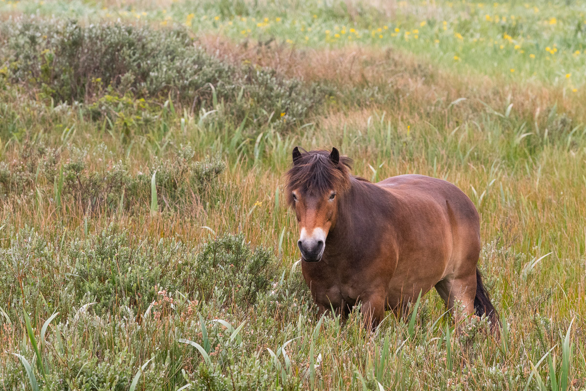 Exmoor Pony am Wegesrand auf Texel