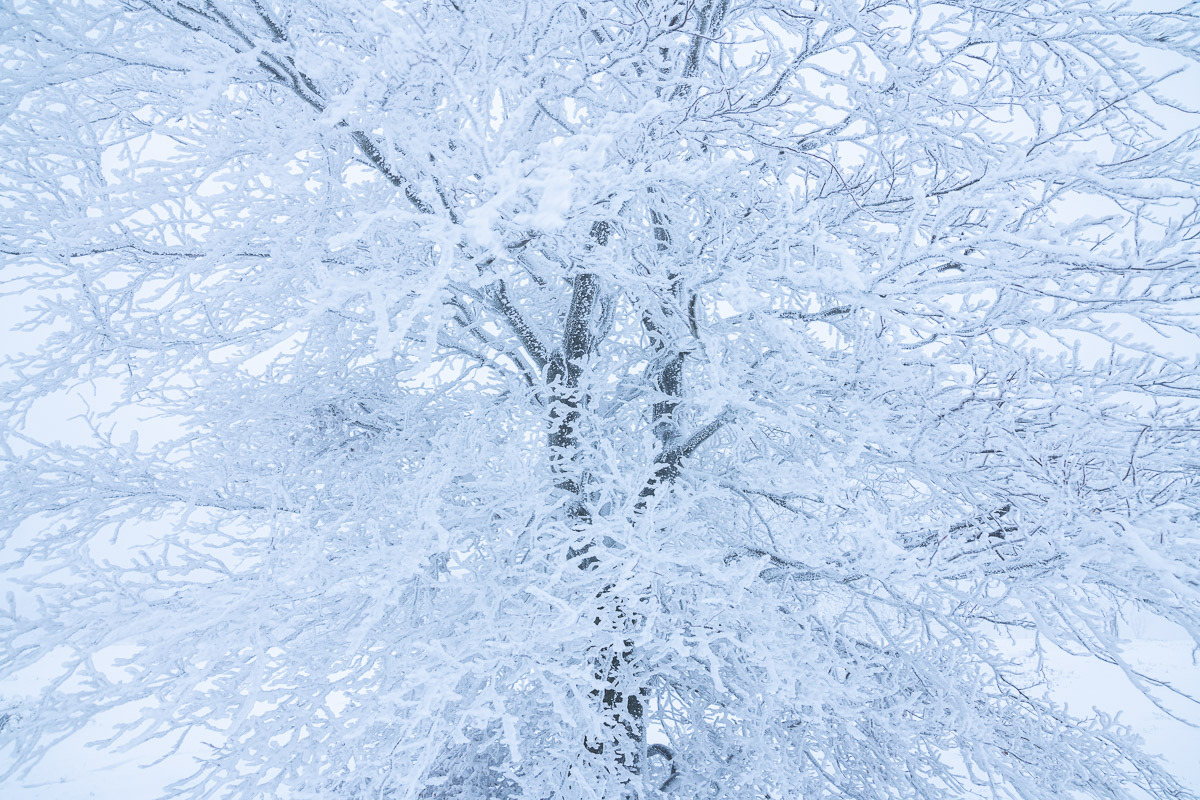 Baum mit Schnee bedeckt