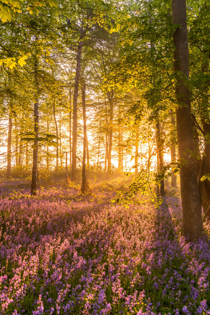 Hell erleuchteter Wald mit violetten Blumen